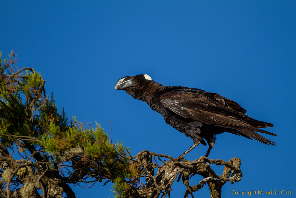 Corvo beccocurvo - Corvus cassirostris