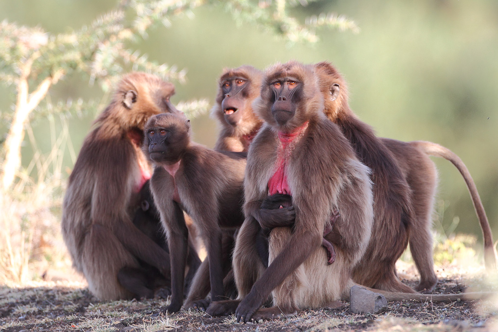 Gelada family