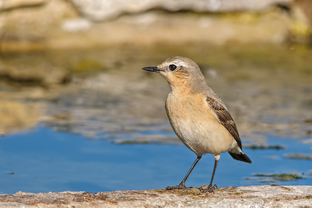 Culbianco (Oenanthe oenanthe)