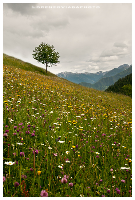 V.maira|lago camoscere 1