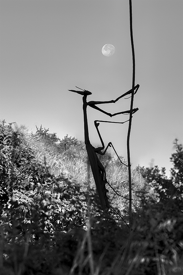 Escape from the Earth