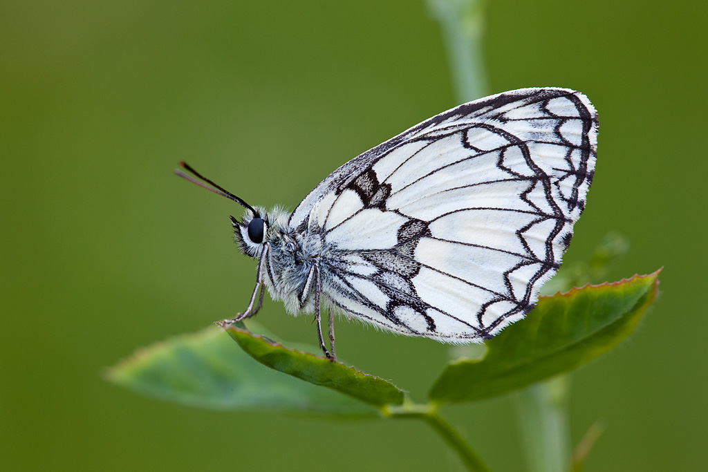 Melanargia galathea