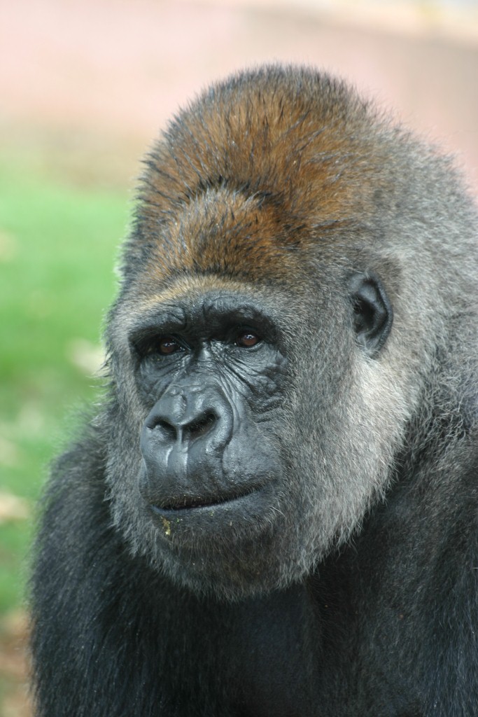 Gorilla