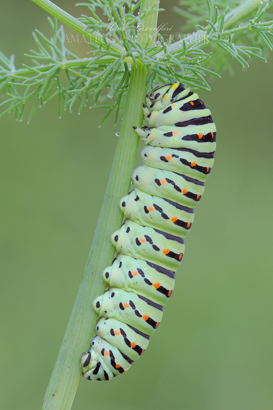 Papilio machaon (Linnaeus 1758)
