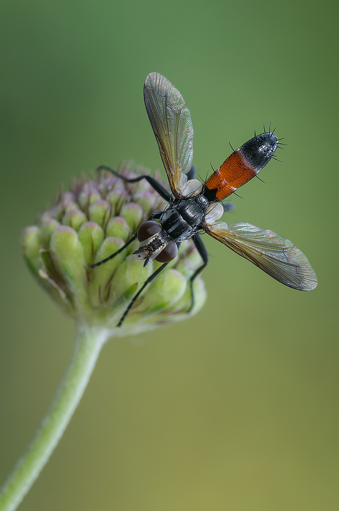 Cylindromyia Brassicaria