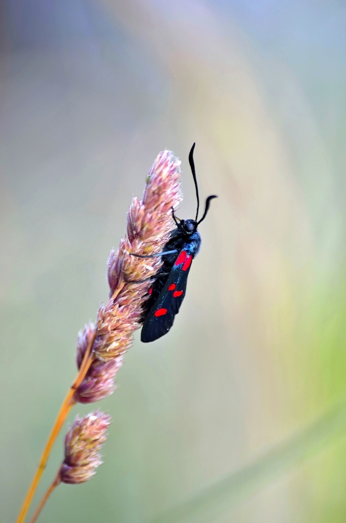 Anche questa � un Amata phegea?