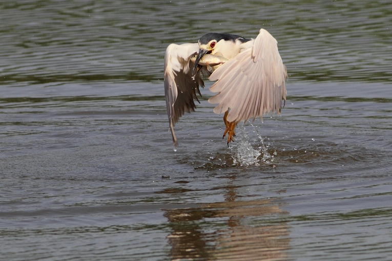 Nitticora con pesce fresco