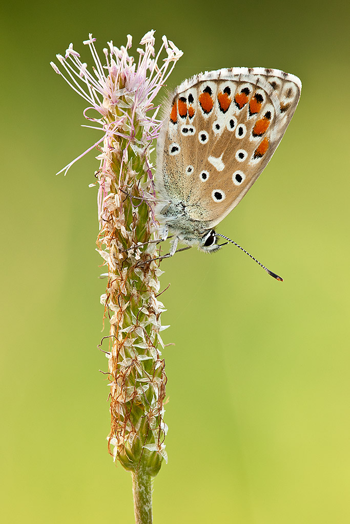 Polyommatus bellargus