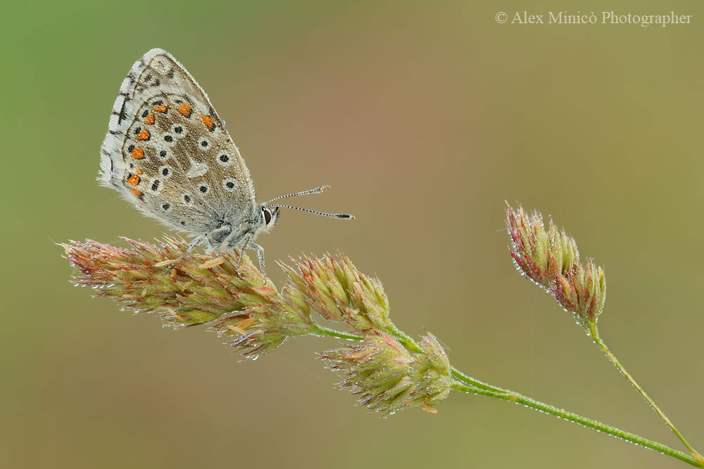 Polyommatus bellargus