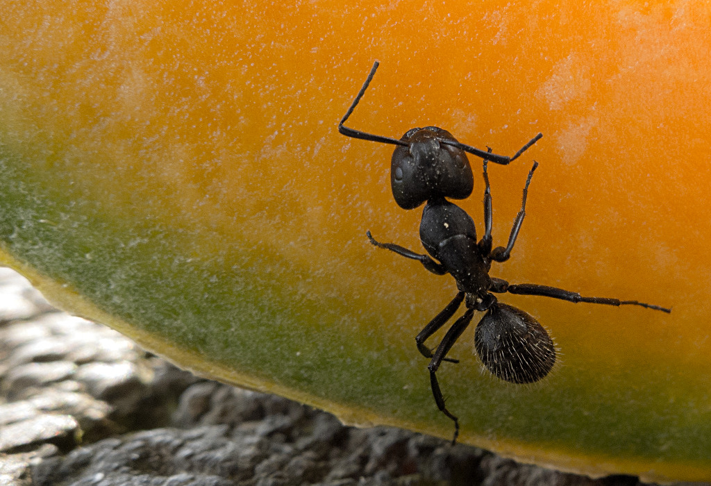 Anche per le formiche � estate