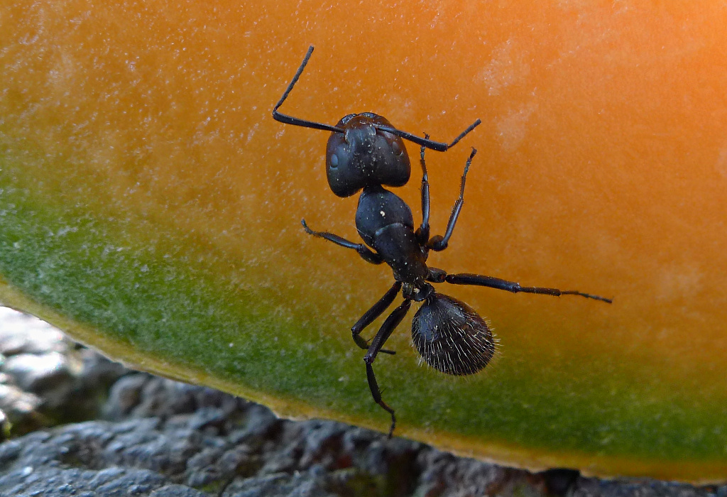 Anche per le formiche � estate-2