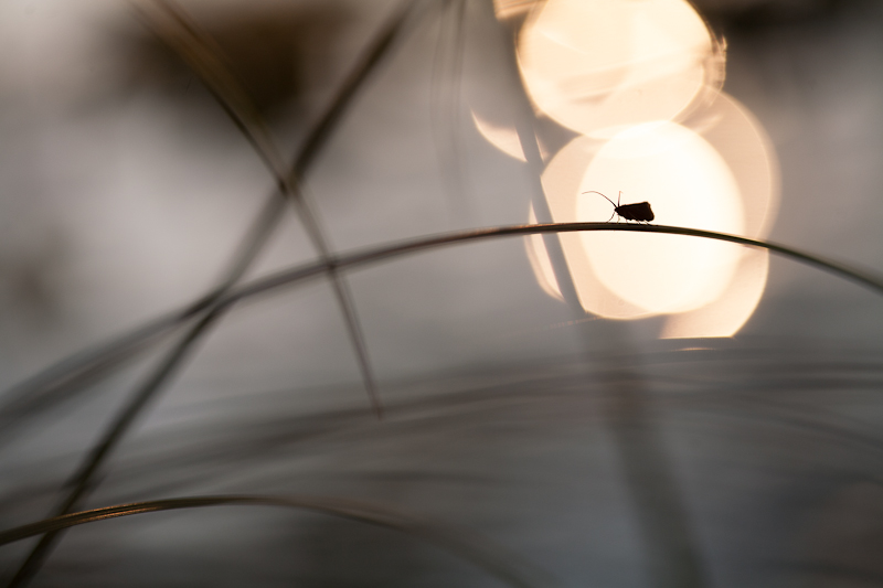 Il filo del pensiero