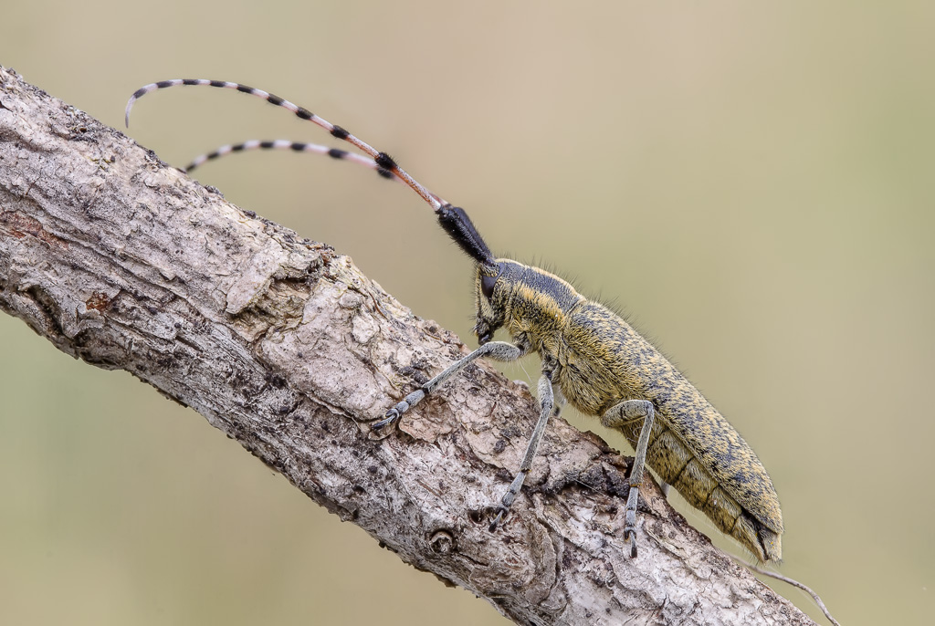 Cerambicide  il coleottero dai  lungicorni