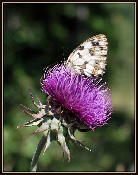 Terreno insidioso.....