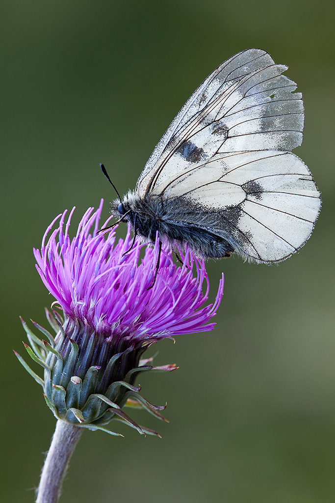 Parnassius mnemosyne
