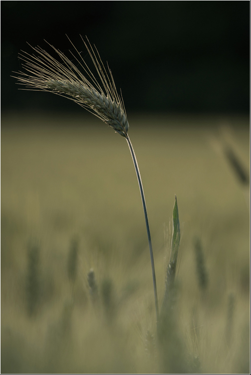 Come un pensiero nitido...
