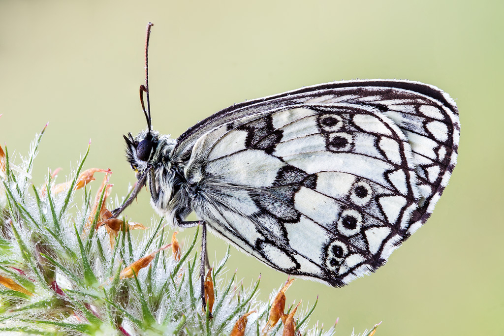 Melanargia_Galathea