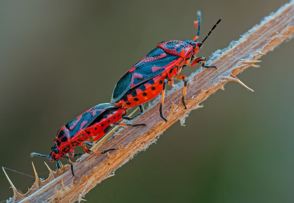 Non c'� Amore senza spine