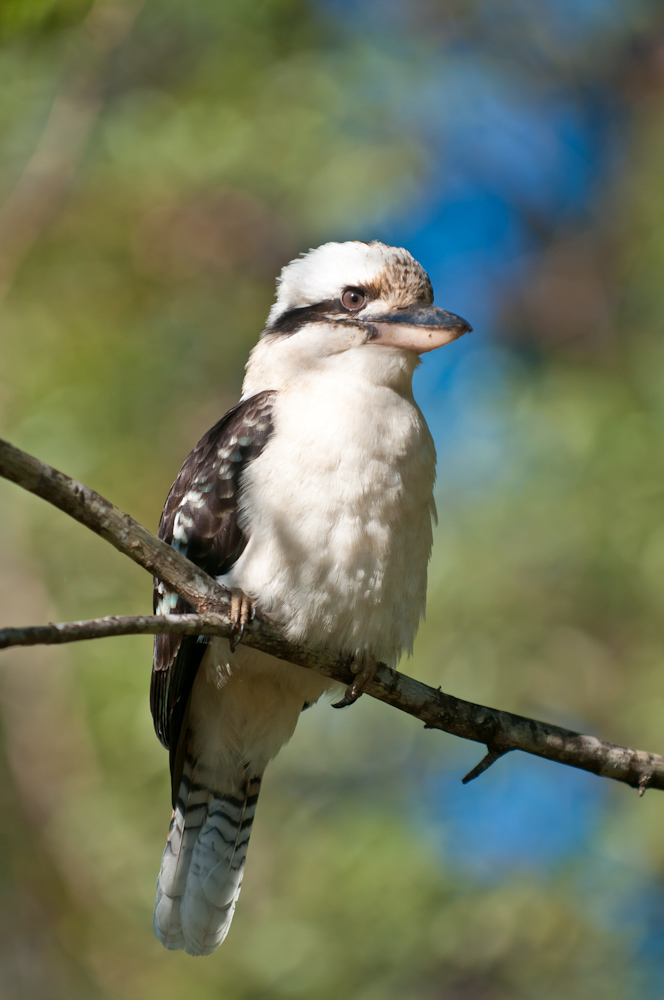 Kookaburra