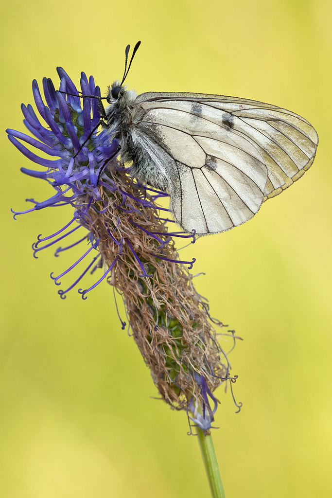 Parnassius mnemosyne