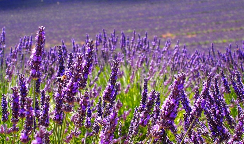 Un mare di lavanda