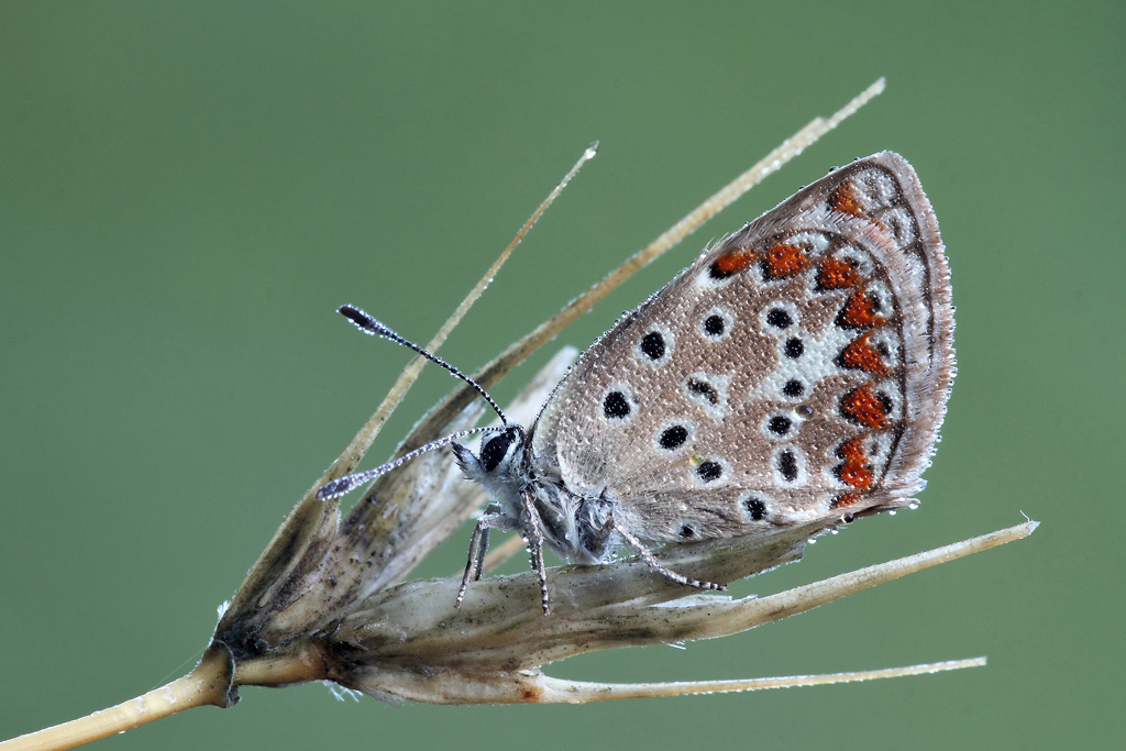 .....Con La Rugiada !