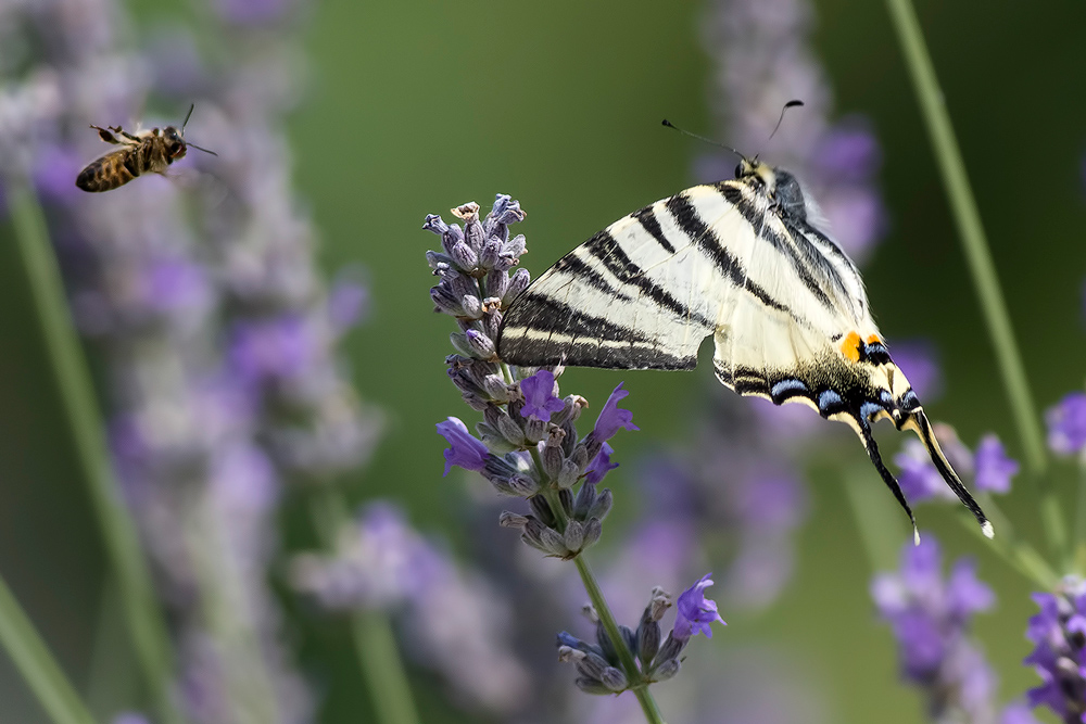 rotta di collisione....