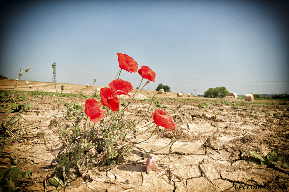 Papaveri in terra arida