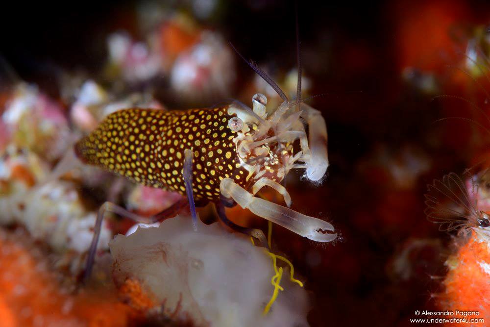 Nelle botti piccole ci st� il vino buono