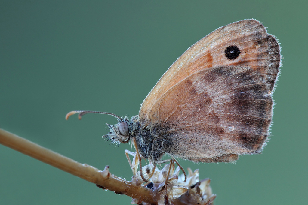 Chiss� com'�....!!!