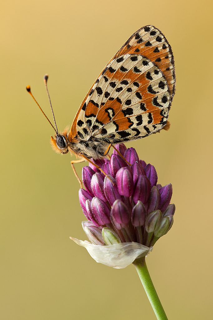 Melitaea didyma