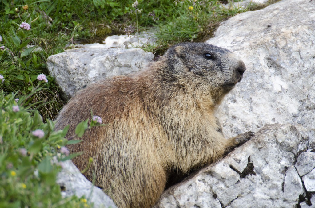 Marmotta