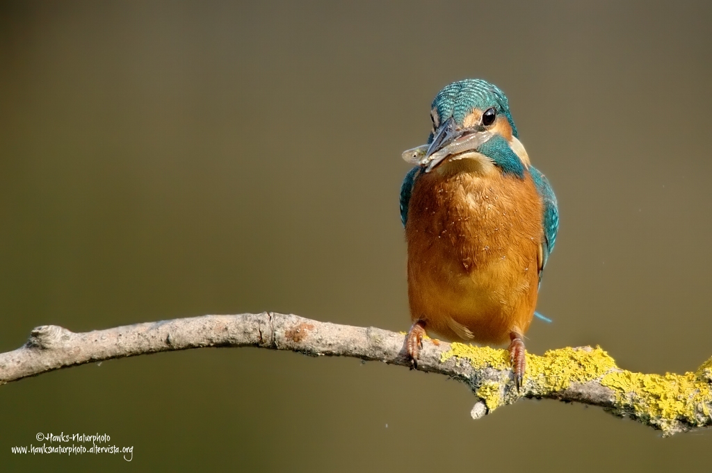 Martino con il pescato