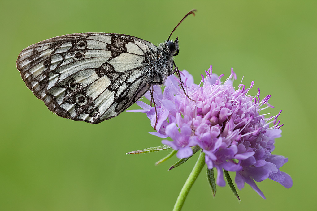 Melanargia galathea