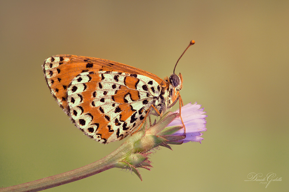Melitaea