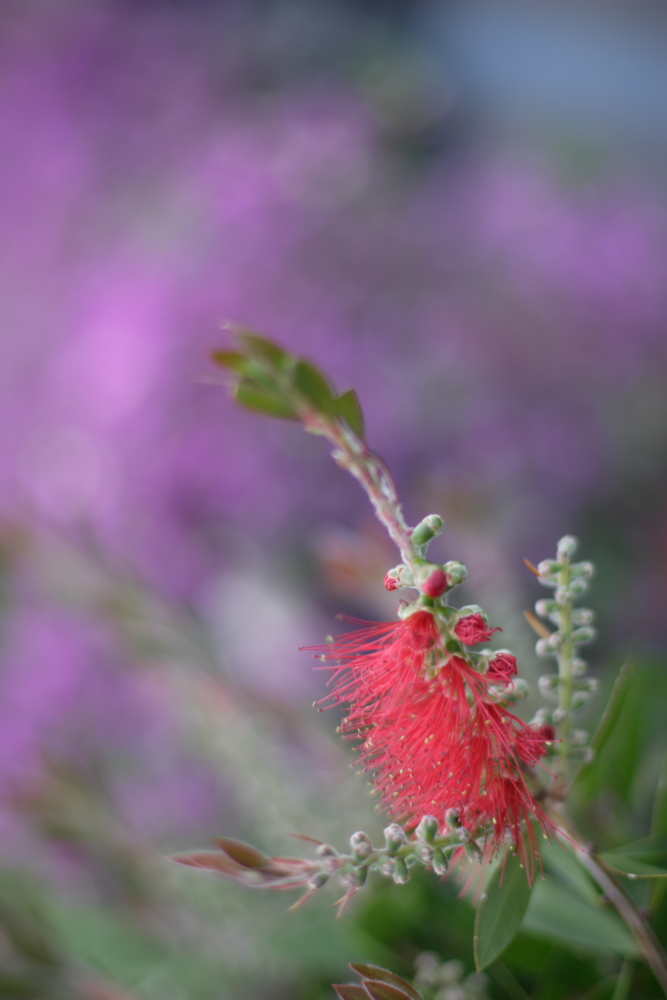 macro non macro