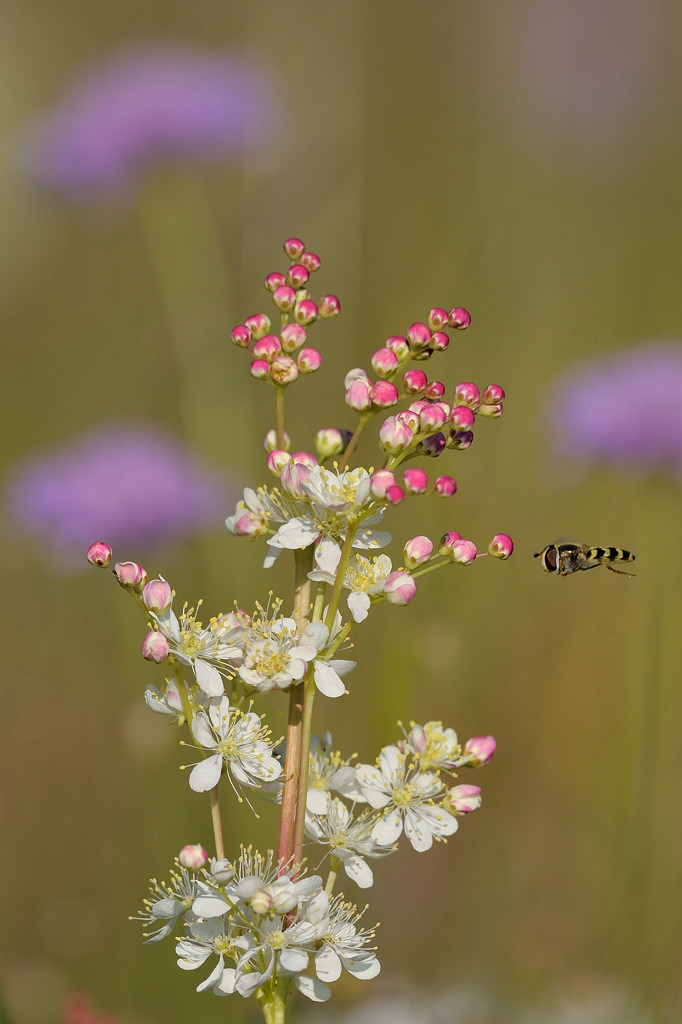 Filipendula vulgaris