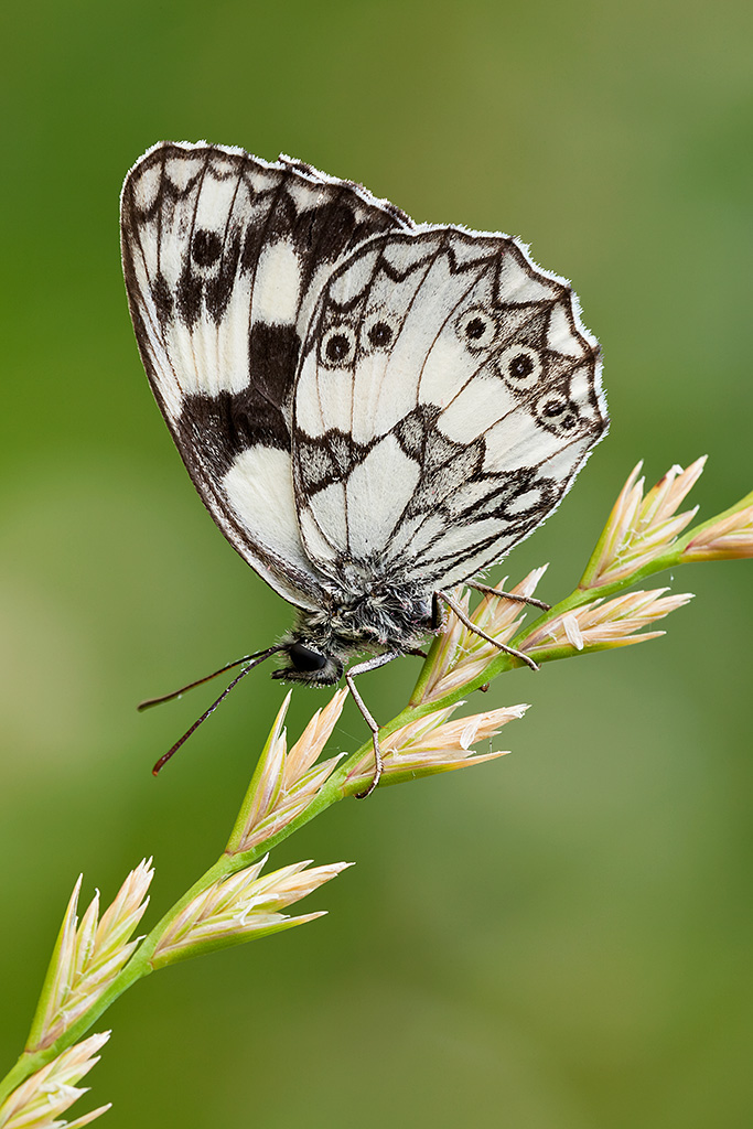 Melanargia galathea