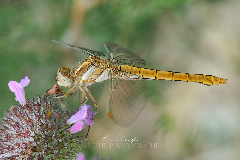 Orthetrum brunneum (Fonscolombe, 1837)