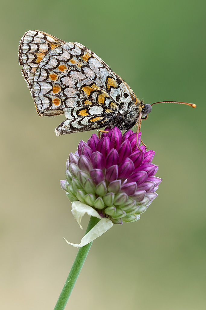 Melitaea phoebe