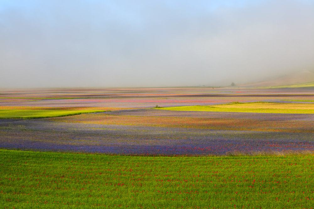 Fioritura Castelluccio