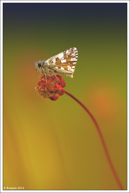 Sul pon pon rosso....