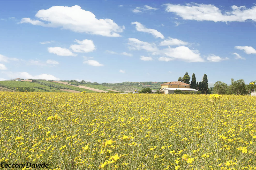 Campo fiorito