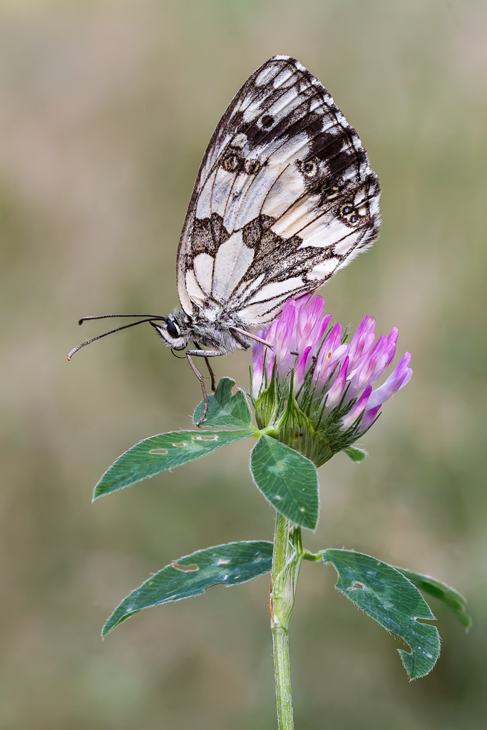 L'elegante Melanargia_Galathea