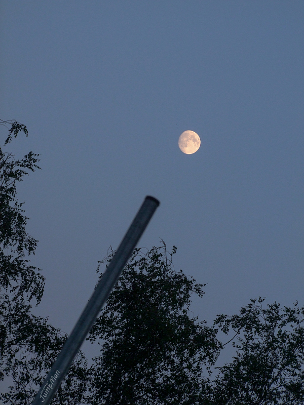 Alberi giocano a biliardo