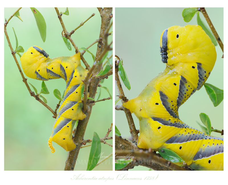 Acherontia atropos (Linnaeus, 1758)