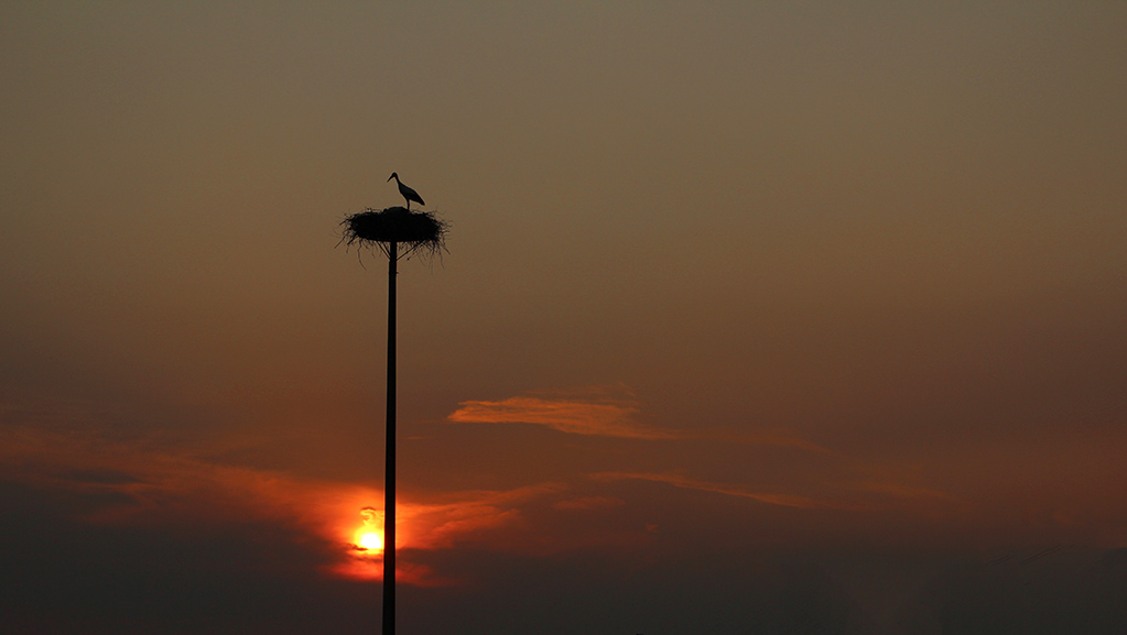 Cicogna al tramonto