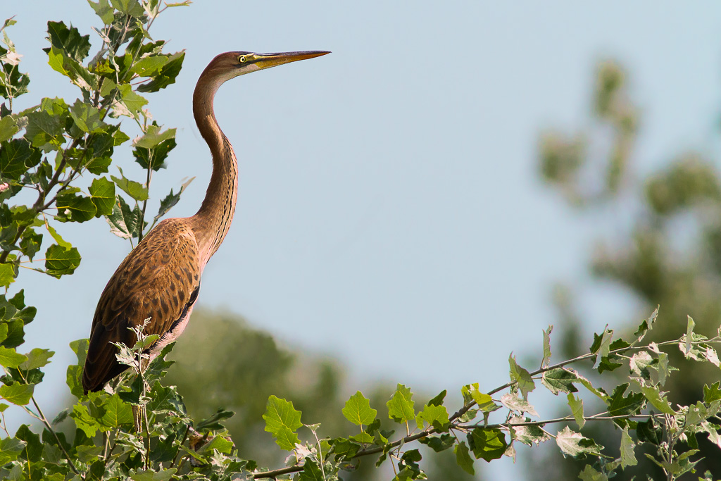 Ardea purpurea