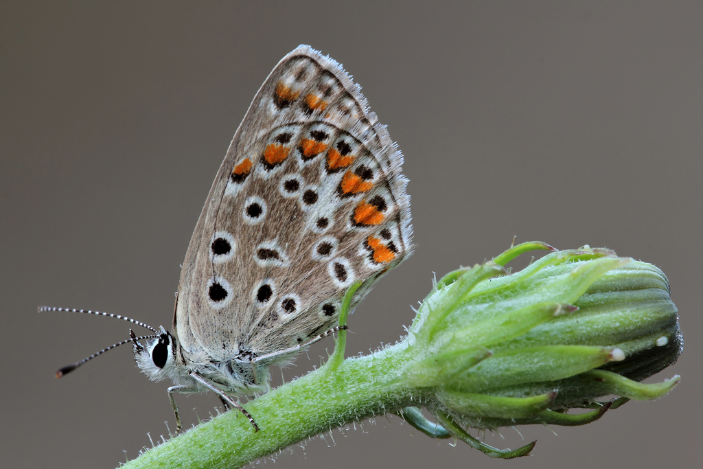 Per Non Scivolare...!