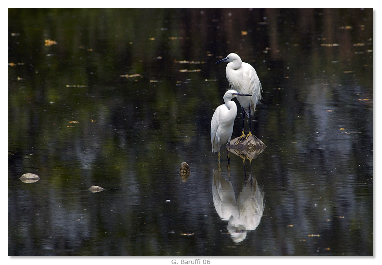 Coppia di Garzette